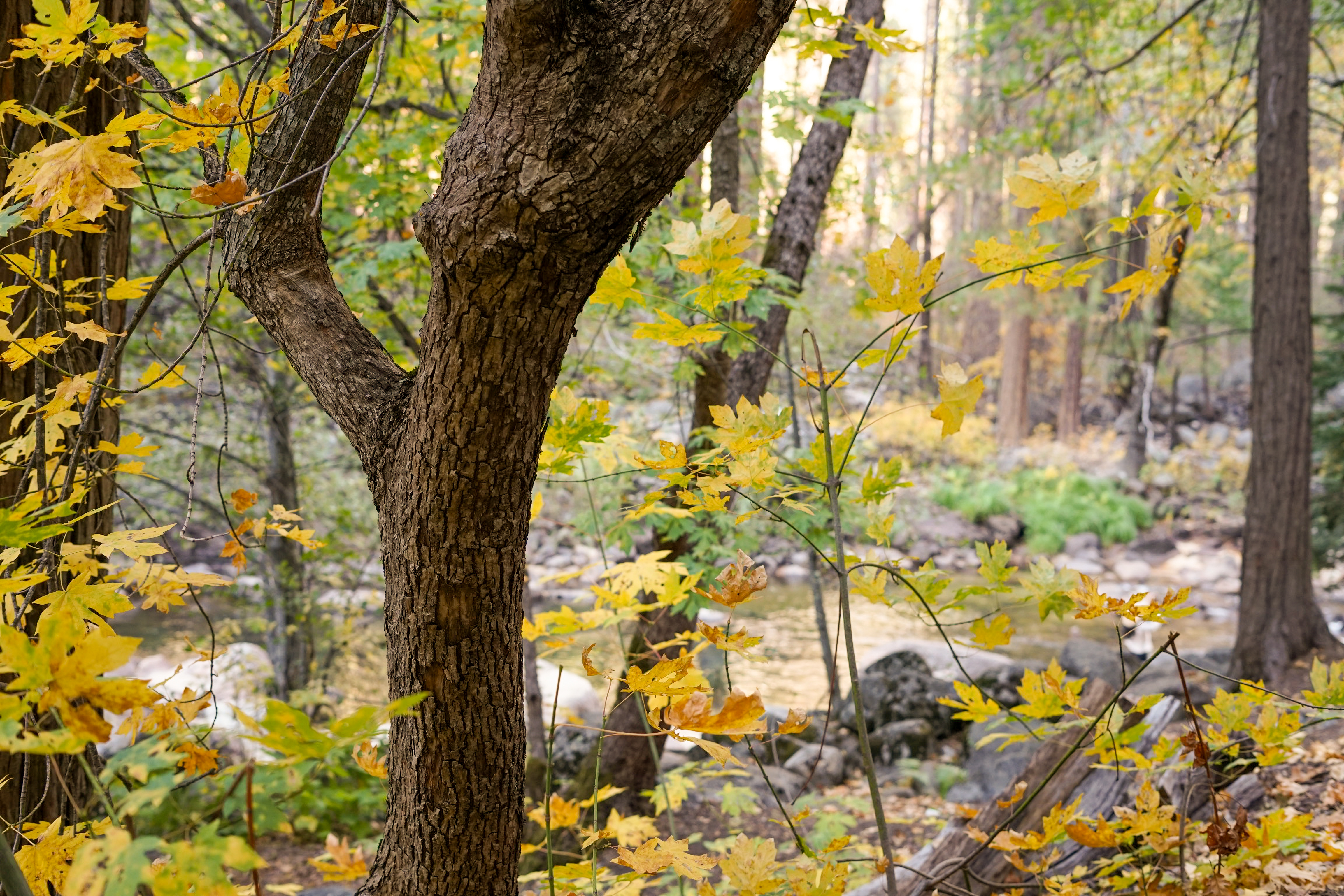 Forest with yellow leaves