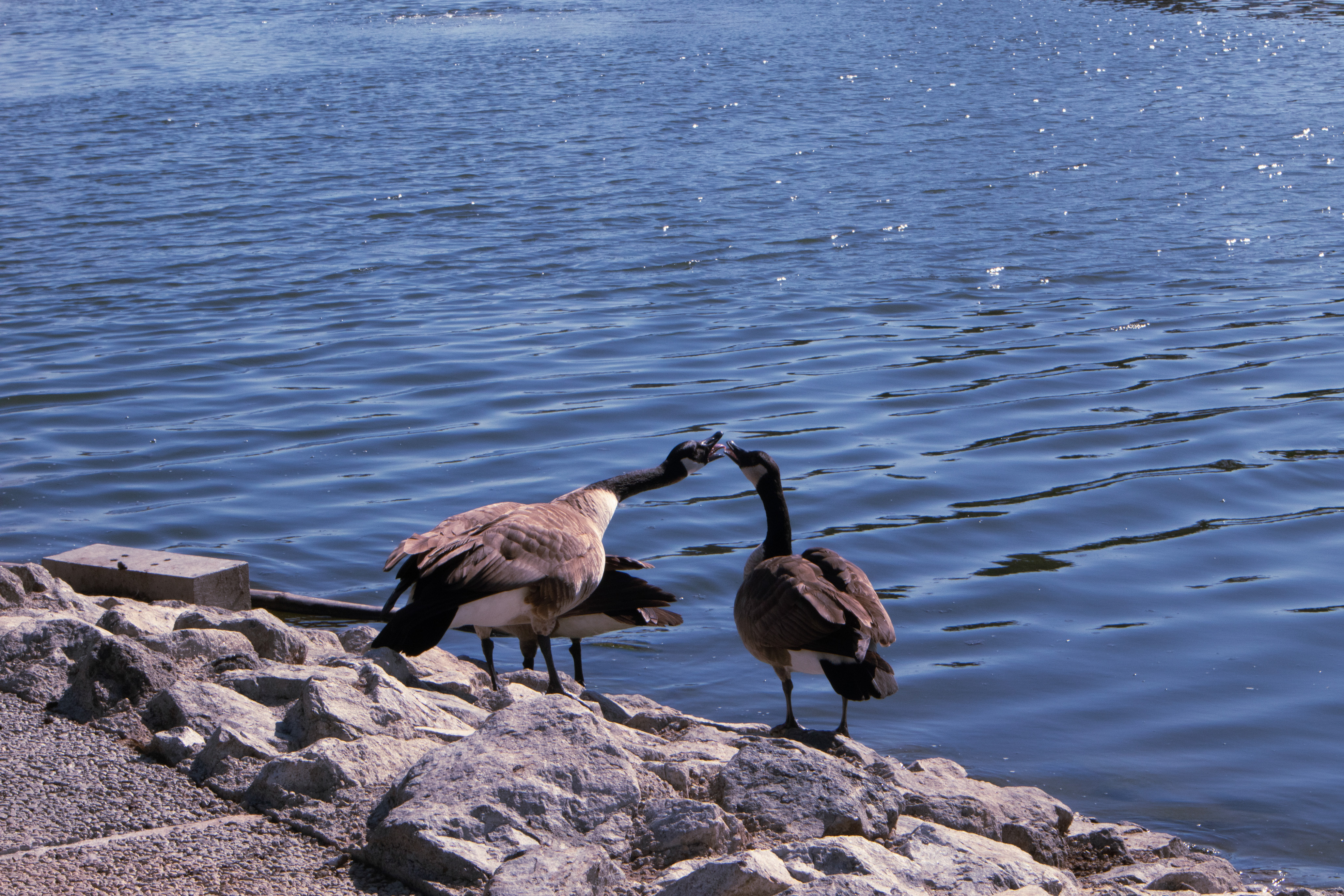 Geese standing on rocks by a lake